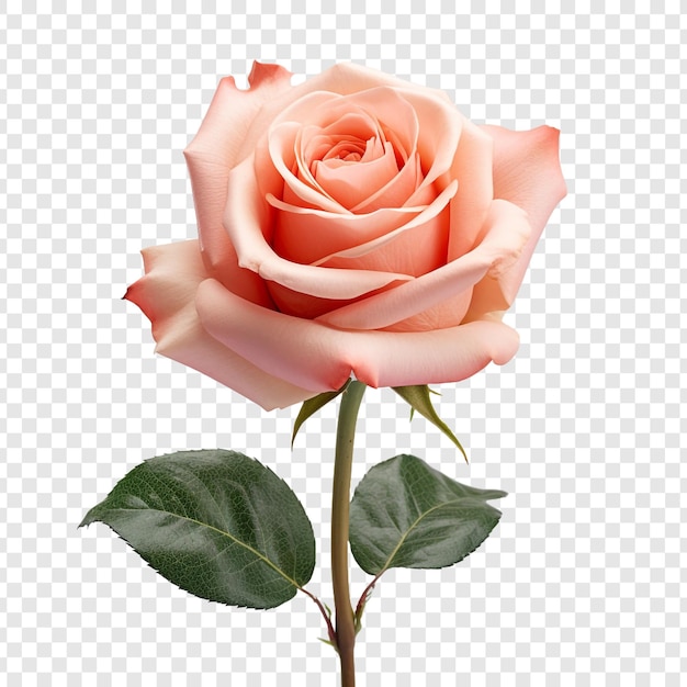 Rose flower isolated on transparent background