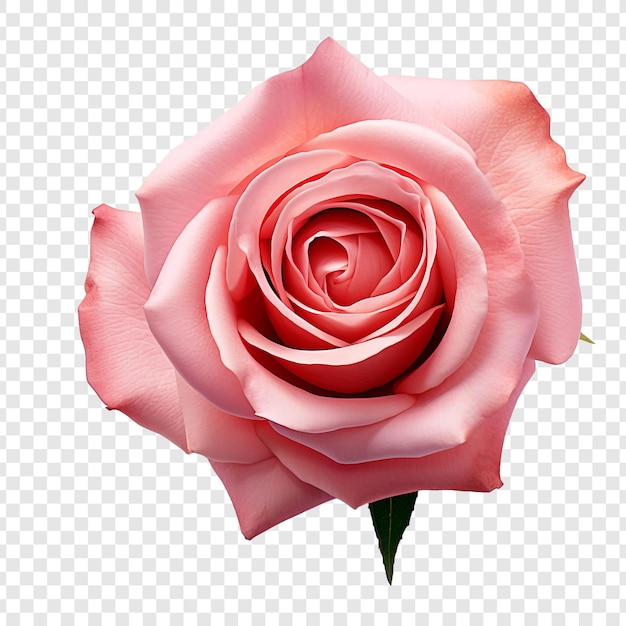 Rose flower png isolated on transparent background
