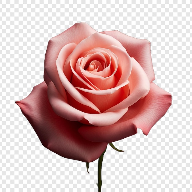 Rose flower png isolated on transparent background