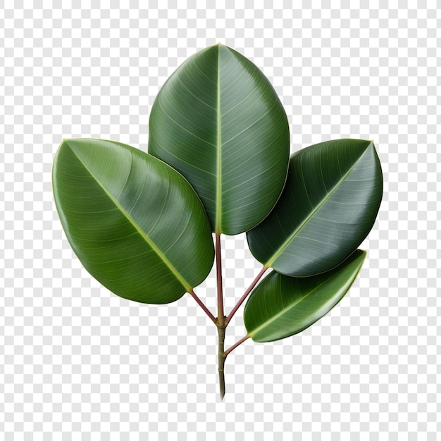 Free PSD rubber plant ficus elastica flower png isolated on transparent background