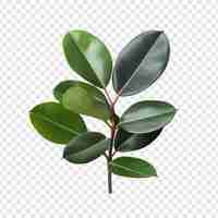 Free PSD rubber plant ficus elastica flower png isolated on transparent background