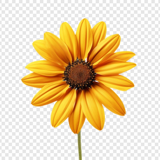 Free PSD rudbeckia flower isolated on transparent background