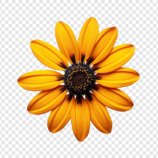 Rudbeckia flower isolated on transparent background