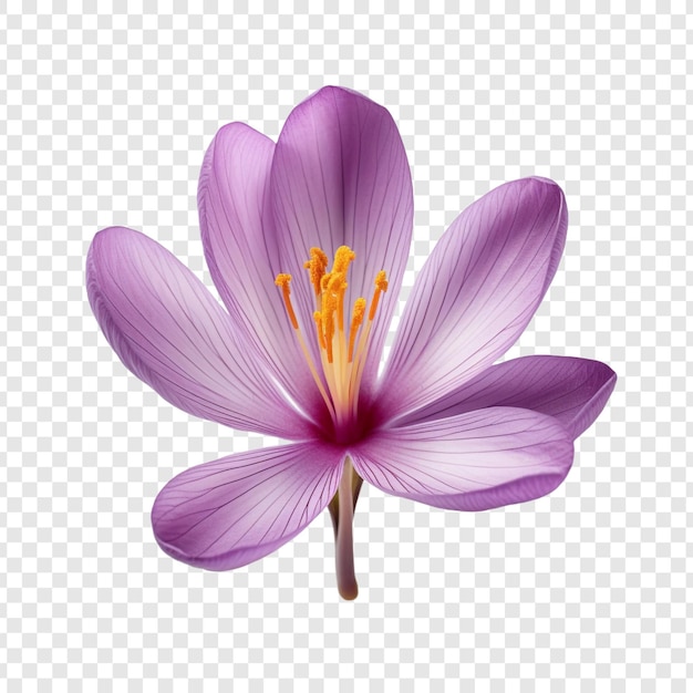 Saffron crocus flower isolated on transparent background