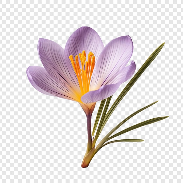 Saffron crocus flower isolated on transparent background