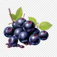 Free PSD saskatoon berries isolated on transparent background