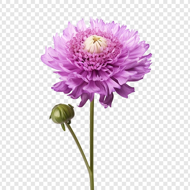 Бесплатный PSD Цветок scabiosa png изолирован на прозрачном фоне