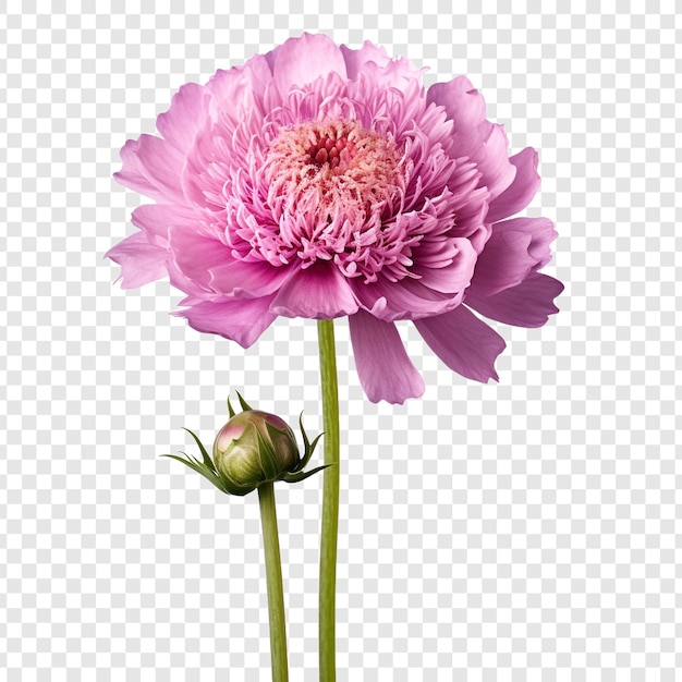 無料PSD 透明な背景に分離されたスカビオサの花 png