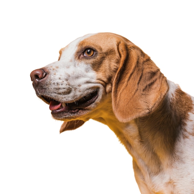 愛らしい茶色と白のペットの犬とのシーン