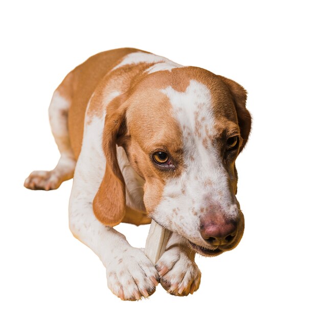 Scene with adorable brown and white pet dog