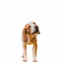 Free PSD scene with adorable brown and white pet dog