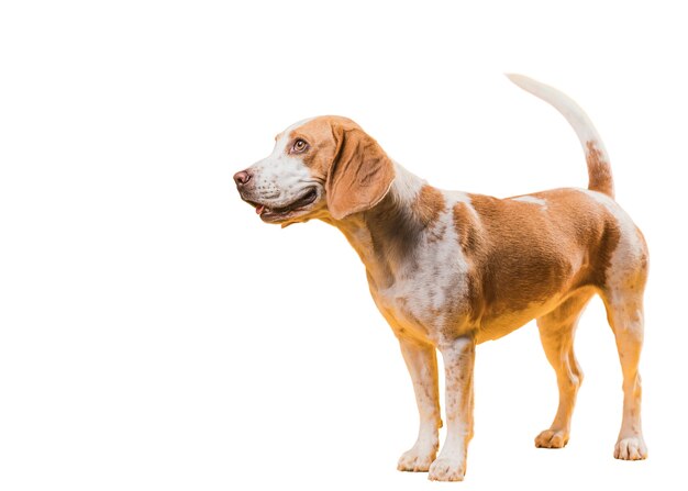 Scene with brown and white dog