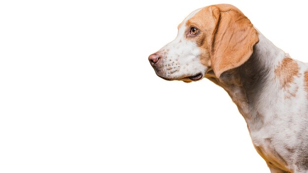 scene with brown and white dog