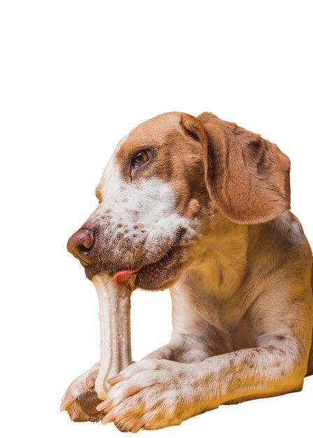 Scene with brown and white dog