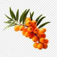 Free PSD sea buckthorn fruit isolated on transparent background