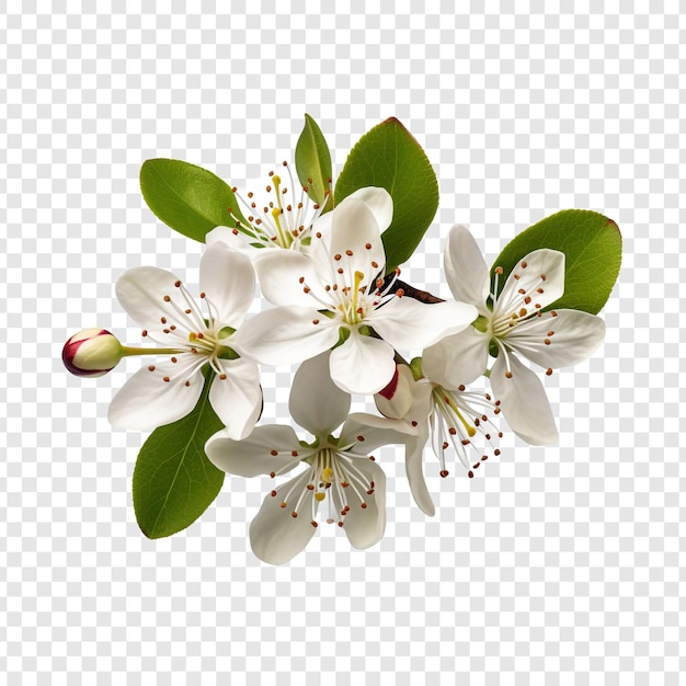 Serviceberry fruit isolated on transparent background