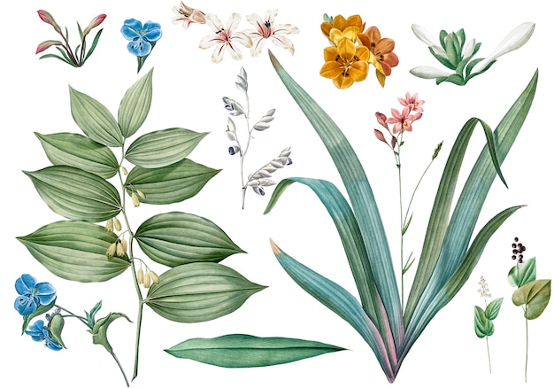 Set di fiori e illustrazioni di piante