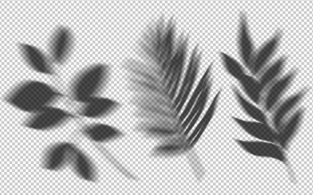 Free PSD set of plant shadows on transparent background