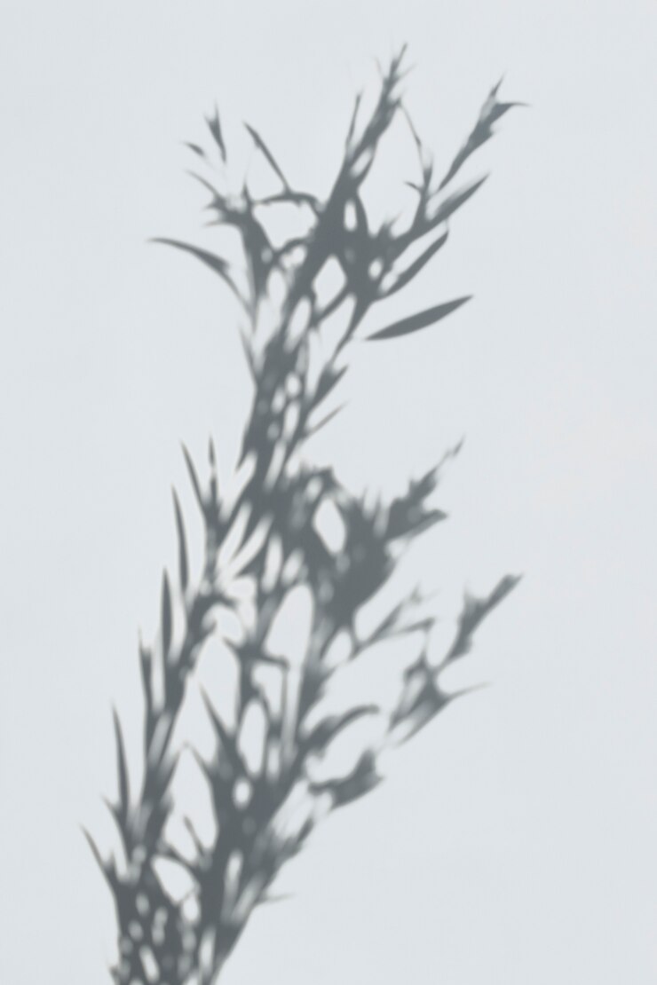 Free PSD shadow of leaves on a white wall