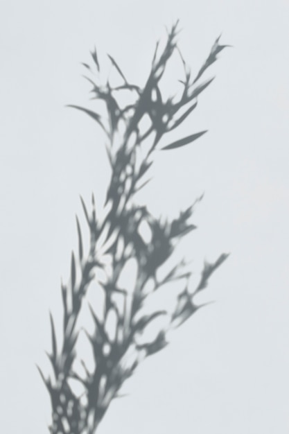 Shadow of leaves on a white wall