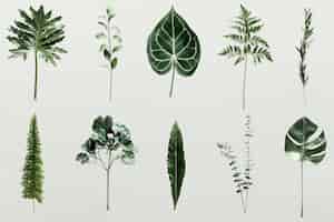 Бесплатный PSD Тень пальмовых листьев на стене