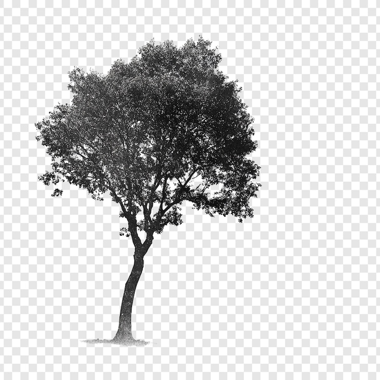 Free PSD silhouette of a solitary tree against a transparent background