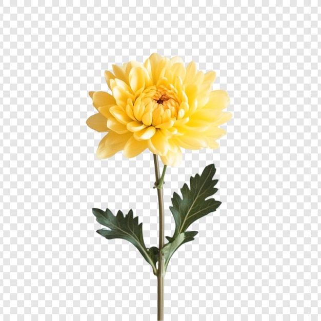 一朵黄色花朵