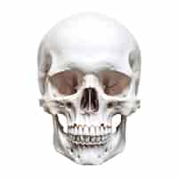 Free PSD skull figure isolated