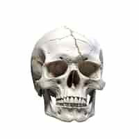 Free PSD skull figure isolated