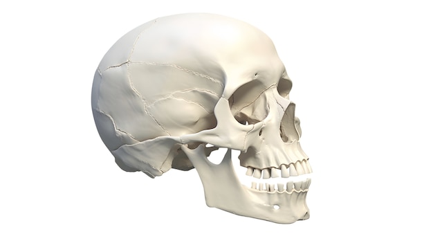 Free PSD skull figure isolated