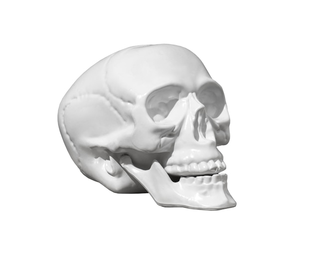 Free PSD skull object isolated