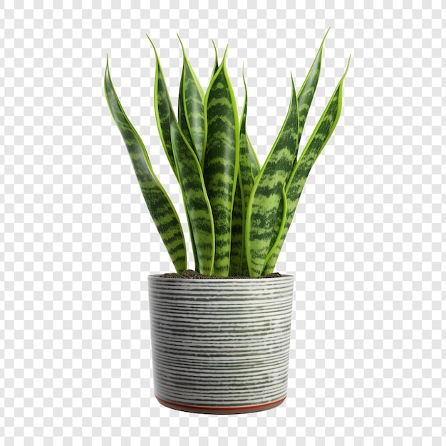 無料PSD 透明な背景に分離された蛇植物sansevieria trifasciata png