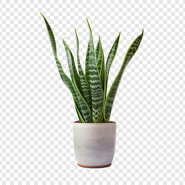 Snake plant sansevieria trifasciata png isolated on transparent background