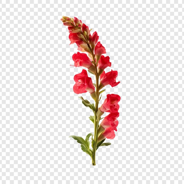 Free PSD snapdragon flower isolated on transparent background