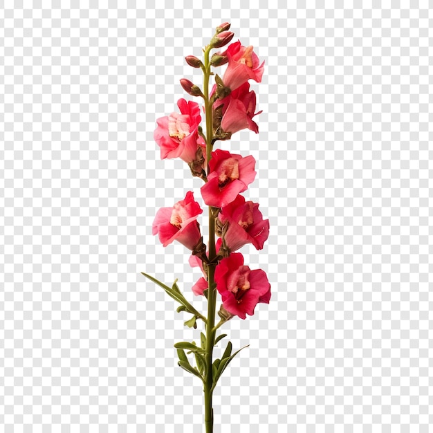 Free PSD snapdragon flower isolated on transparent background