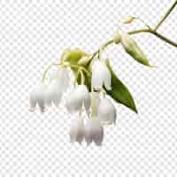 Free PSD snowbell flower isolated on transparent background