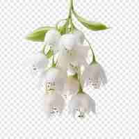 Free PSD snowbell flower isolated on transparent background