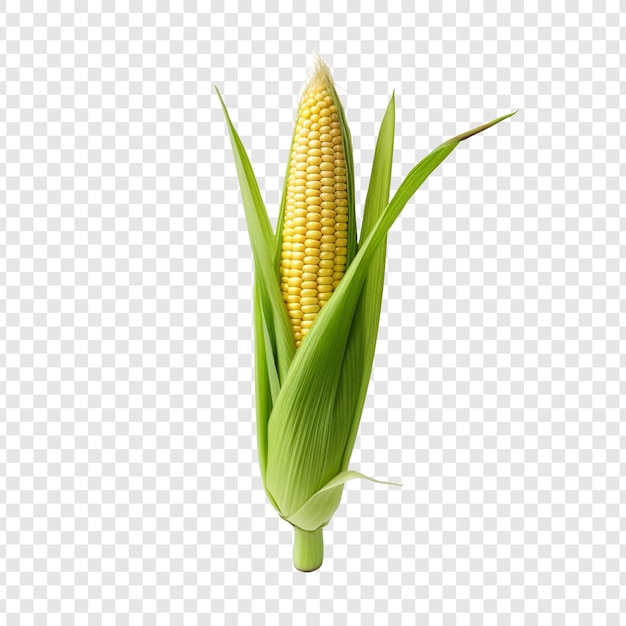Free PSD a solitary baby corn isolated on transparent background