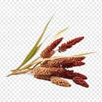 Free PSD sorghum isolated on transparent background