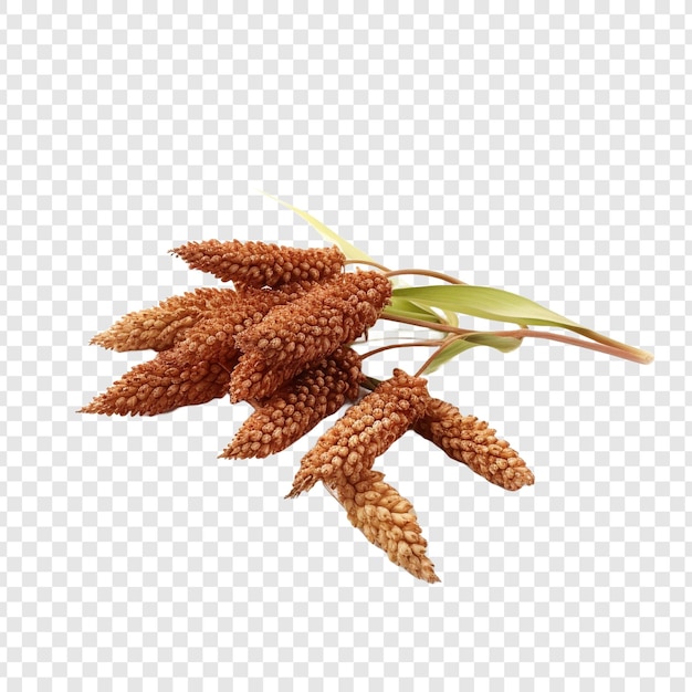 Sorghum isolated on transparent background