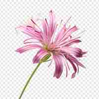 Free PSD spider flower isolated on transparent background