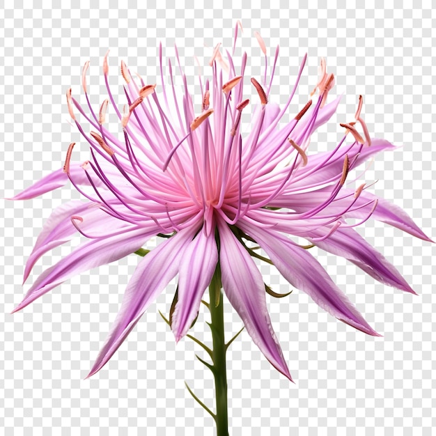 透明な背景に隔離された蜘蛛の花のpng