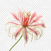 Free PSD spider flower png isolated on transparent background