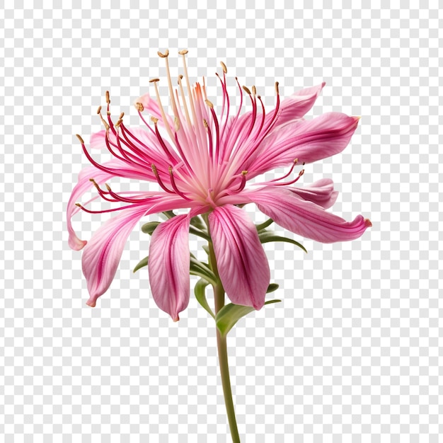 Free PSD spider flower png isolated on transparent background