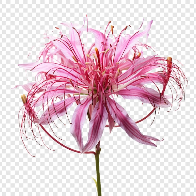 Free PSD spider flower png isolated on transparent background