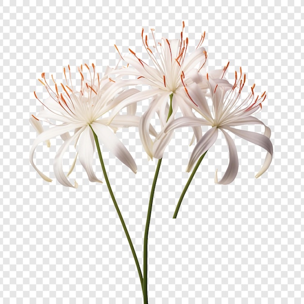 Free PSD spider lily flower png isolated on transparent background