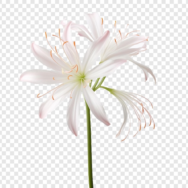 Free PSD spider lily flower png isolated on transparent background