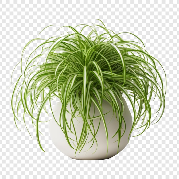 Free PSD spider plant chlorophytum comosum flower png isolated on transparent background