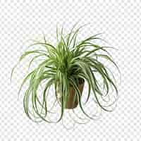 Free PSD spider plant chlorophytum comosum flower png isolated on transparent background