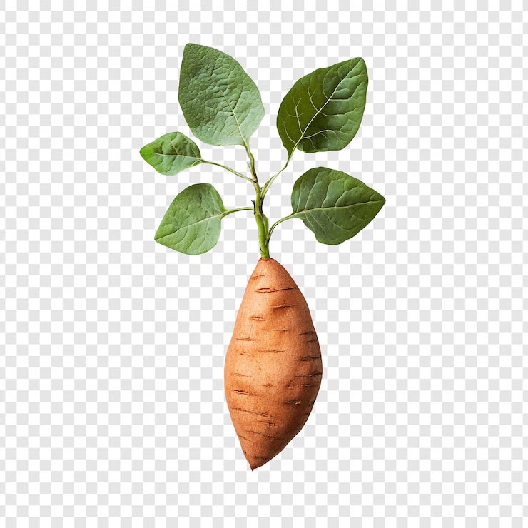 免費 PSD 芽的甜 - - 成長和新開始的象徵